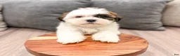Shih Tzu dogs for sale: Cruze - Ad 2