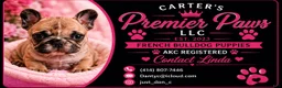 French Bulldog dogs for sale: French Bulldog 5 daisy,fay  - Ad 8