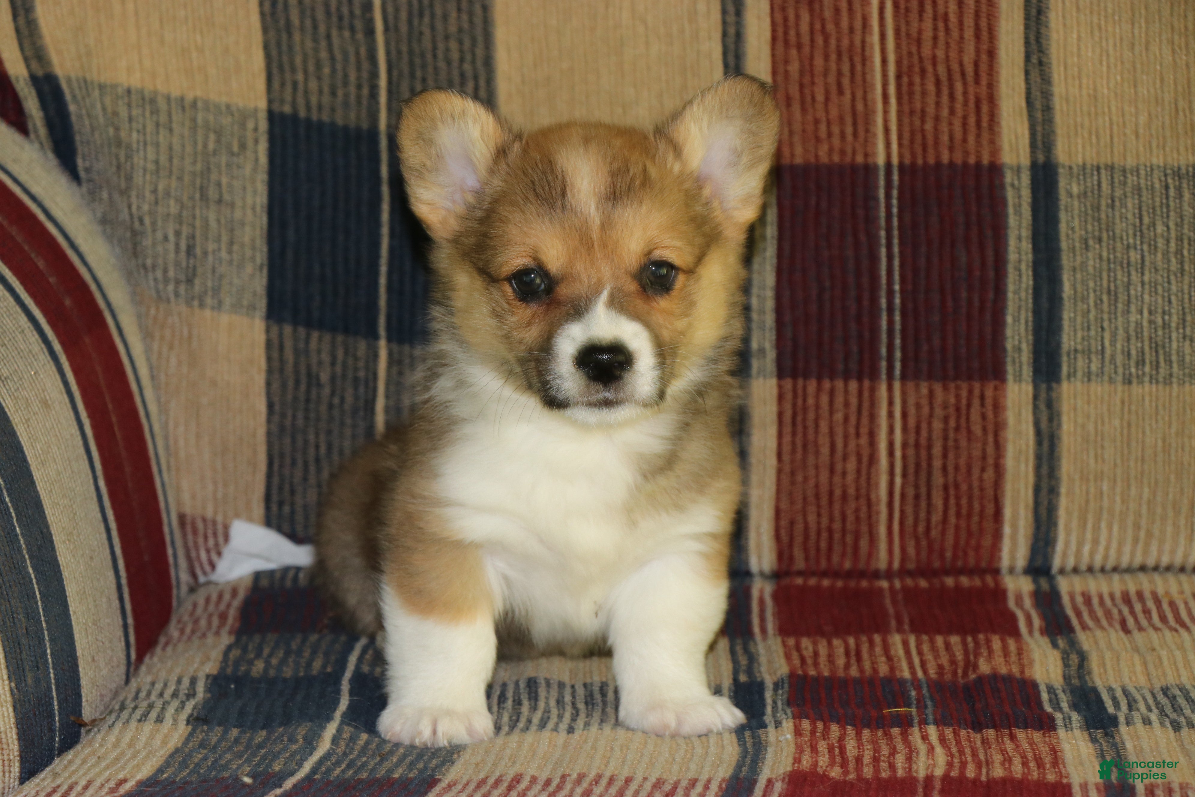 Welsh Corgi Pembroke dogs Chucky - Ad 27