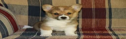 Welsh Corgi Pembroke dogs for sale: Chucky - Ad 1
