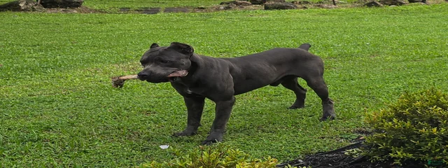 Onix