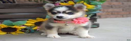 Pomsky dogs for sale: Paisley  - Ad 4