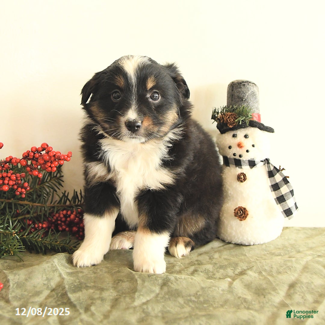Miniature Australian Shepherd dogs for sale: Tisha - Ad 4