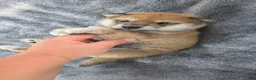 Shiba Inu dogs for sale: Glory - Ad 3