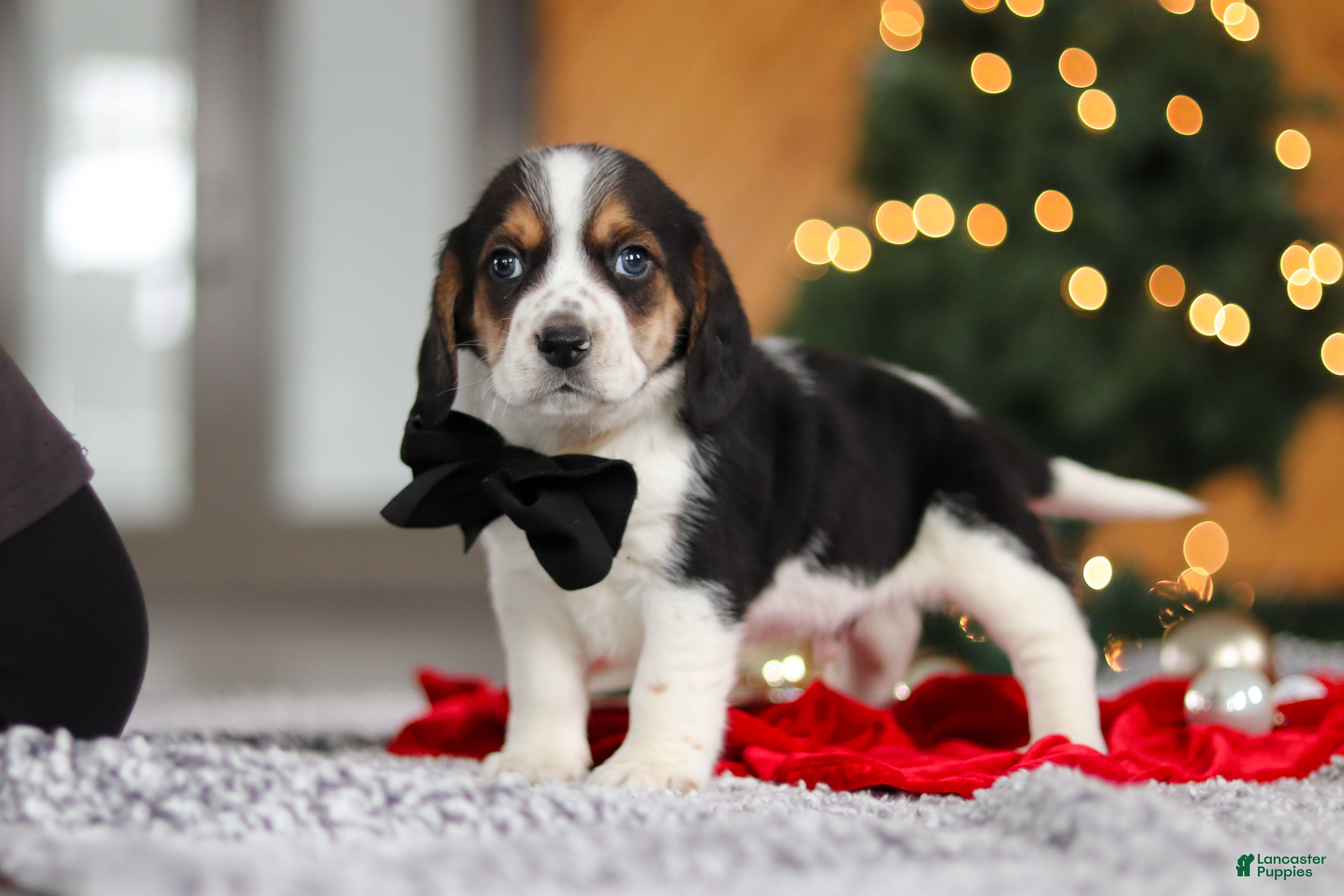 Beagle dogs Lawrence  - Ad 25