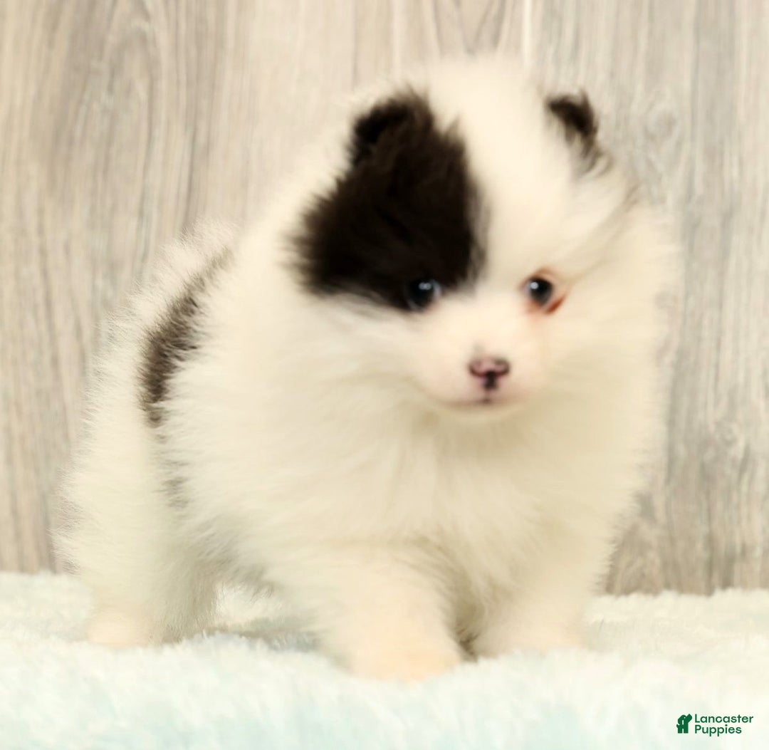 Pomeranian dogs for sale: Annabelle - Ad 3