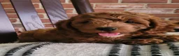Cockapoo dogs for sale: Conner - Ad 6