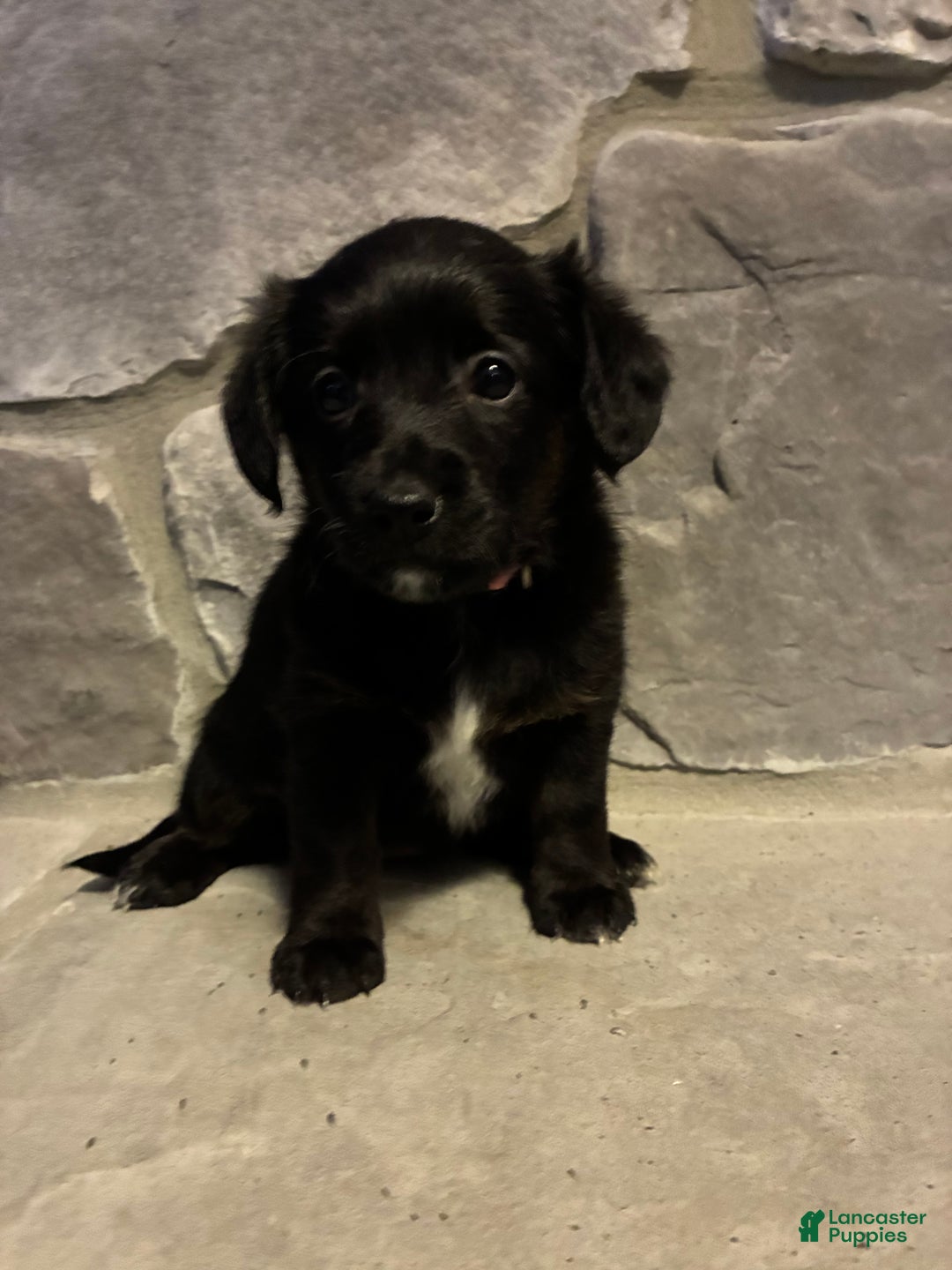 Corgipoo dogs for sale: Rascal Corgipoo - Ad 5