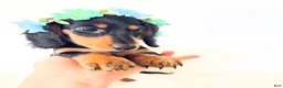 Miniature Dachshund dogs for sale: AKC Badger - Ad 11