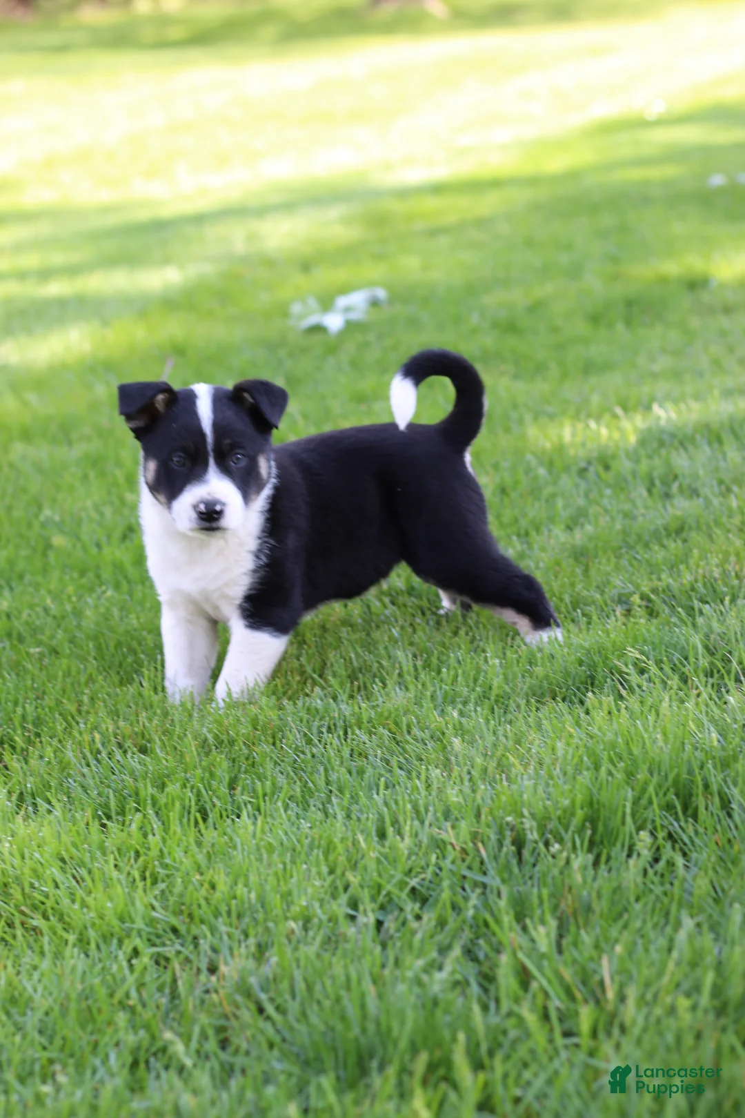 Mixed Breed dogs for sale: Sport - Ad 1