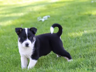 Mixed Breed dogs for sale: Sport - Ad 3
