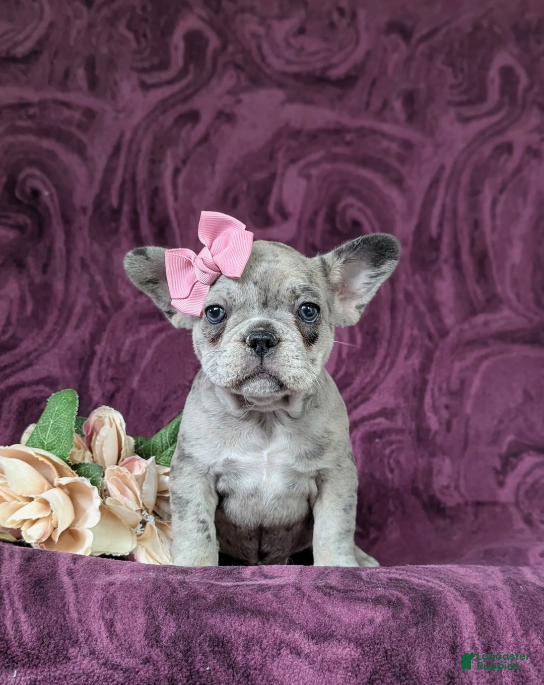 French Bulldog dogs for sale: Nadia - Ad 28