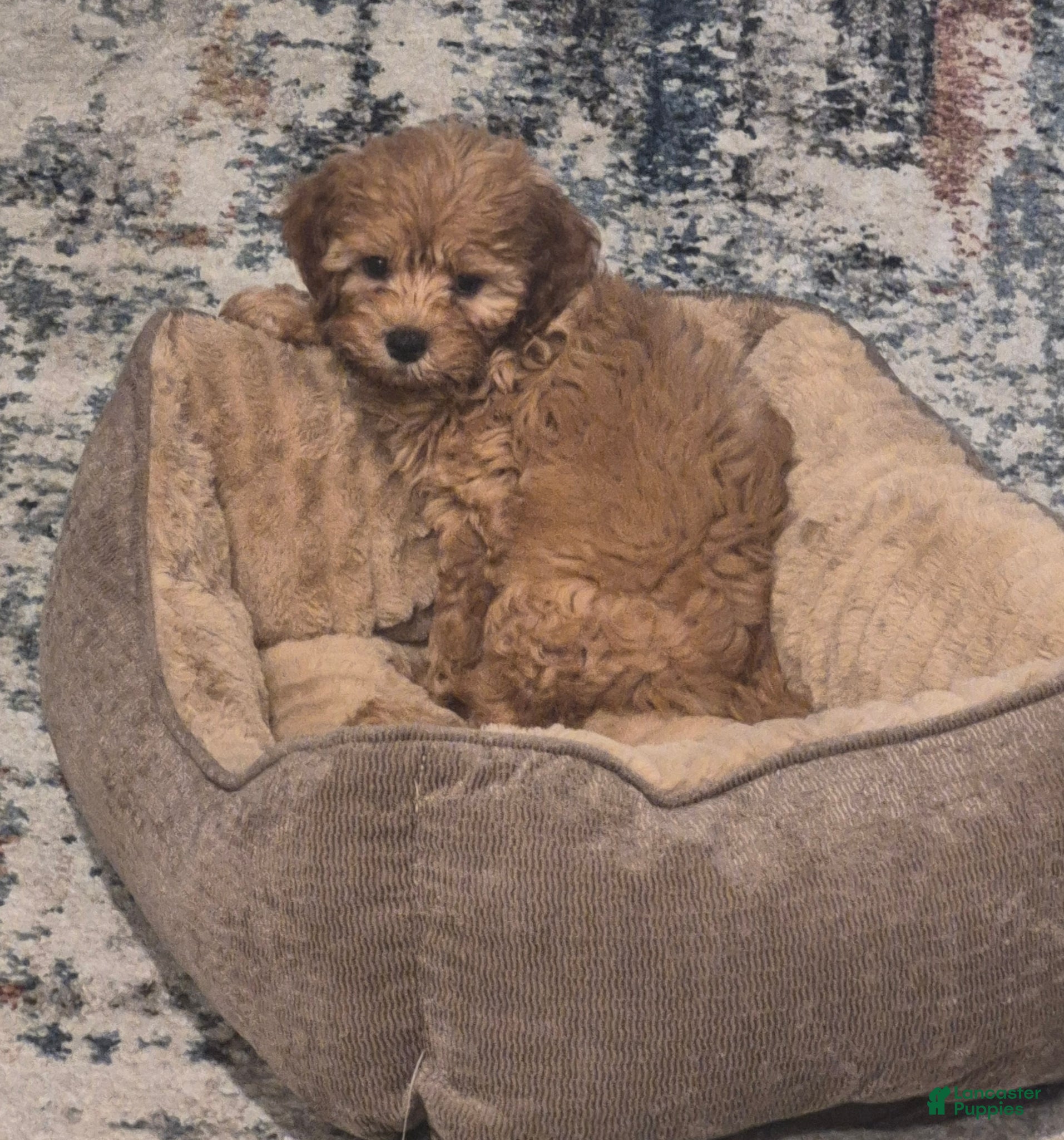 Cavapoo dogs Benji - Ad 24