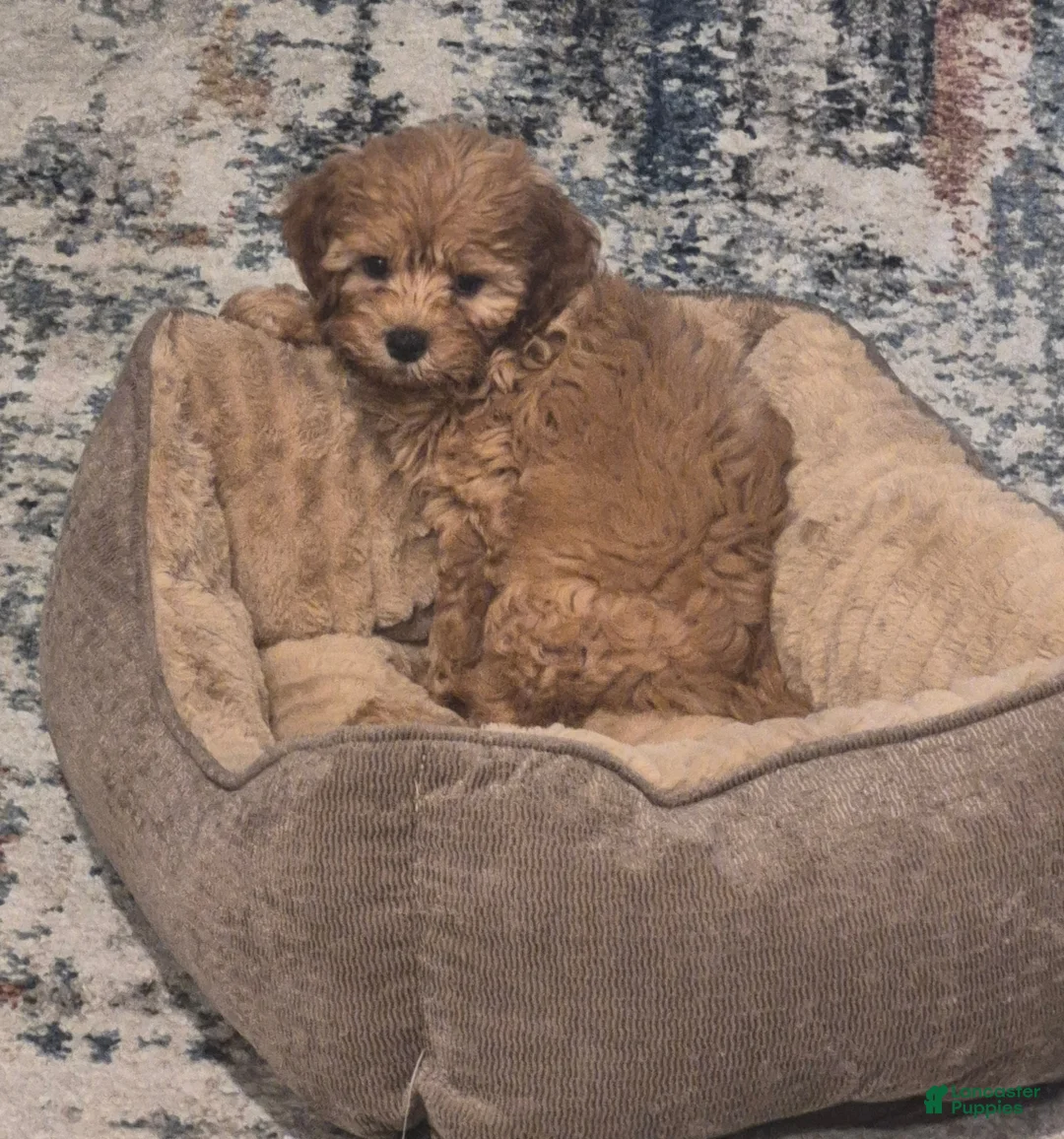 Cavapoo dogs for sale: Cavapoo Puppy 1 - Ad 4