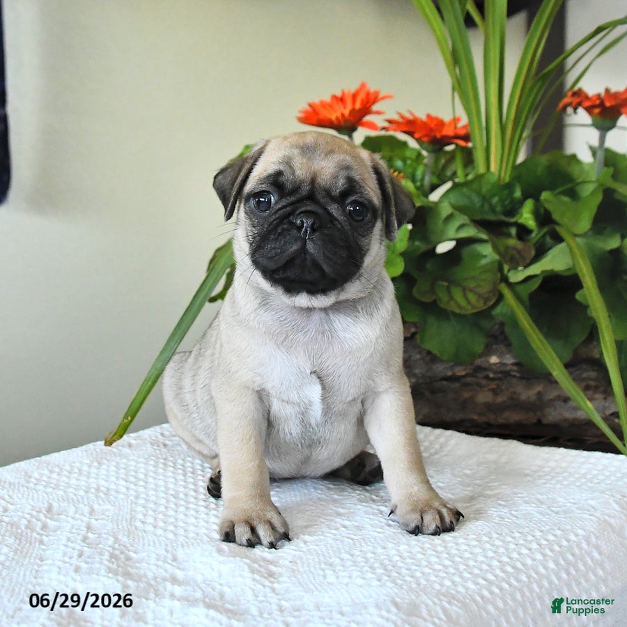 Pug dogs Thomas - Ad 1