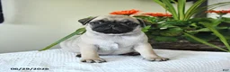 Pug dogs for sale: Thomas - Ad 1