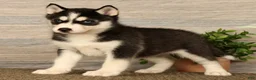 Siberian Husky dogs for sale: Oreo - Ad 4