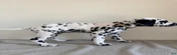 Dalmatian dogs for sale: Dalmatian Puppy 4 - Ad 4