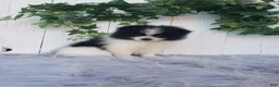 Pomeranian dogs for sale: Abby  - Ad 3