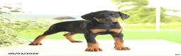Doberman Pinscher dogs for sale: Zorro - Ad 4