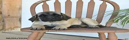 English Mastiff dogs for sale: Jemima - Ad 5