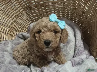 Cavapoo dogs for sale: Claire - Ad 3