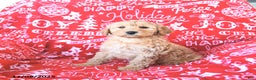 Mini Goldendoodle dogs for sale: Santa   - Ad 5