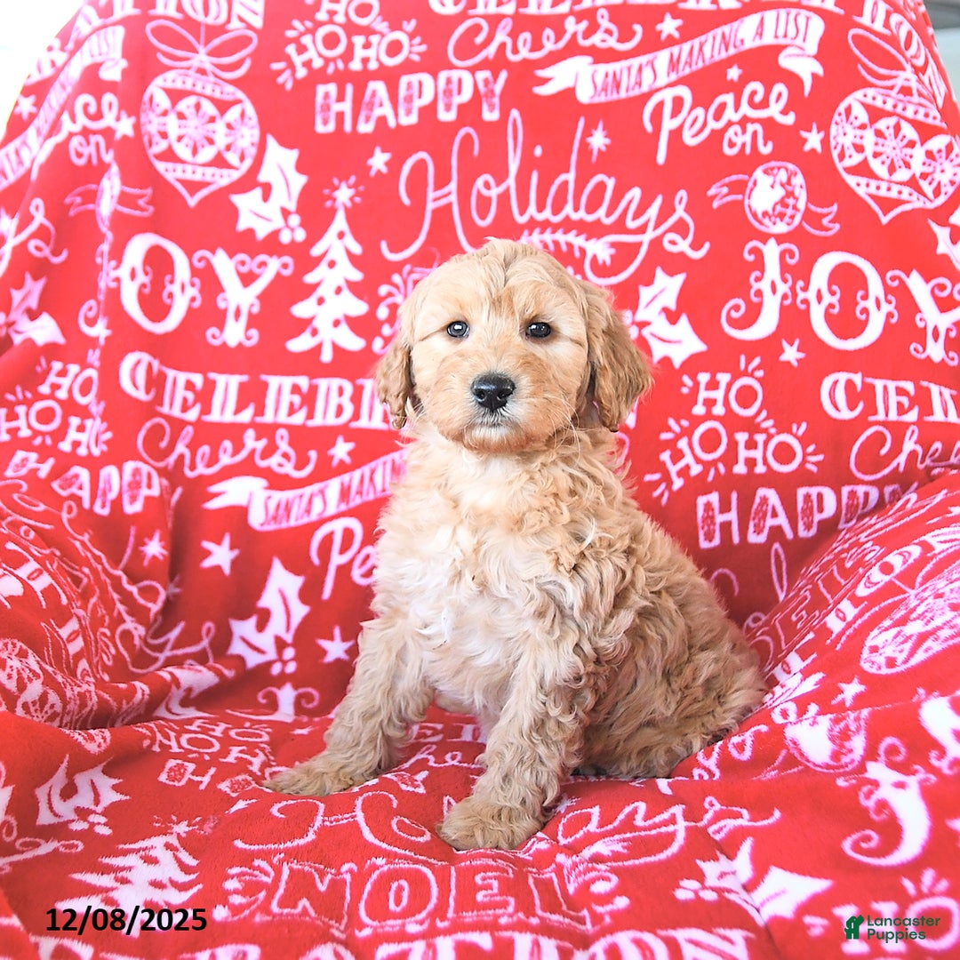 Mini Goldendoodle dogs for sale: Santa   - Ad 5