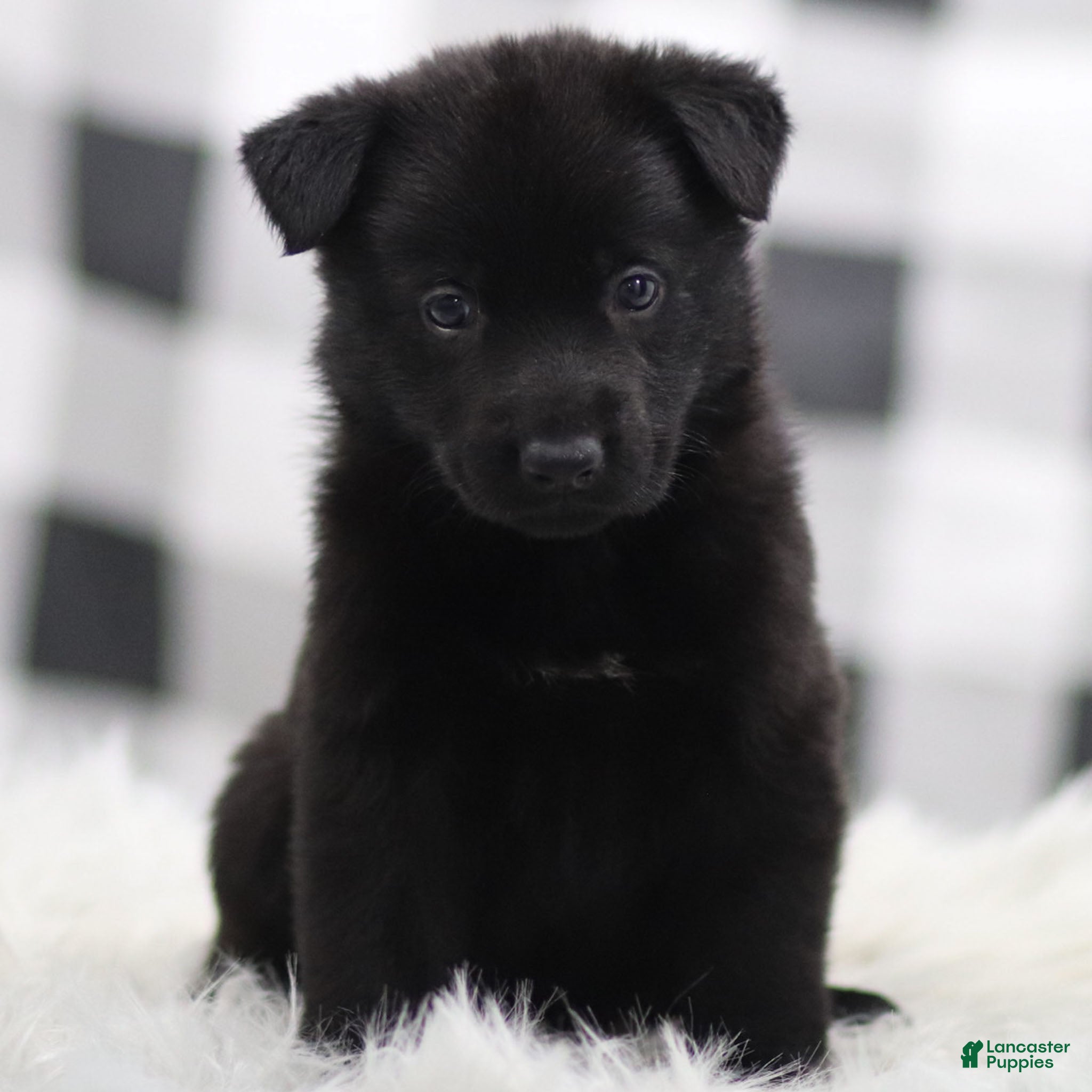 German Shepherd dogs Finley - Ad 20