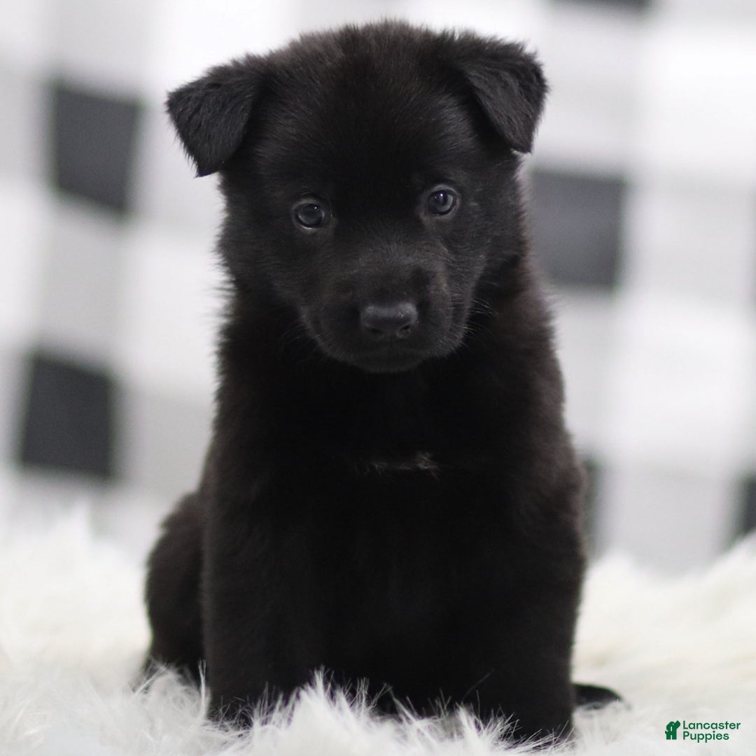 German Shepherd dogs for sale: Finley - Ad 1