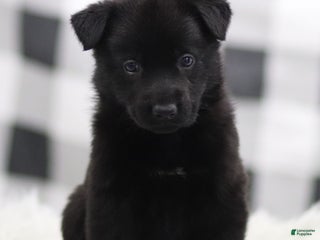 German Shepherd dogs Finley - Ad 9