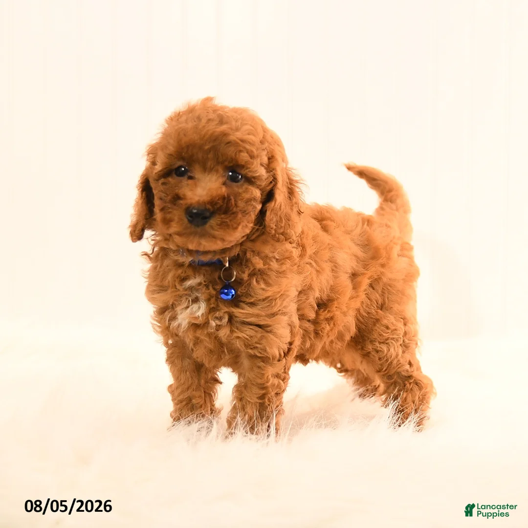 Cavapoo dogs for sale: Isaac - Ad 1