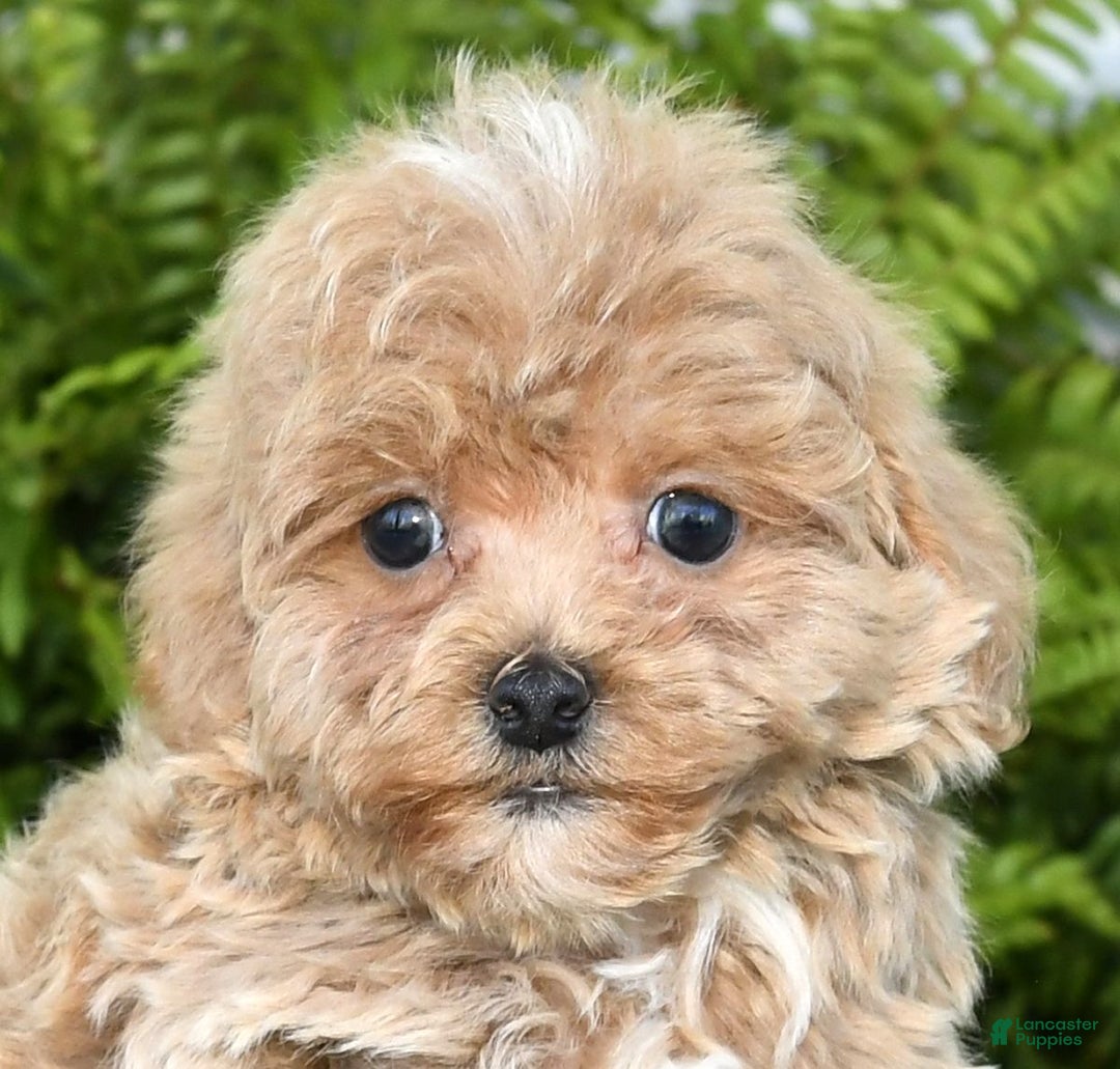 Havapoo dogs for sale: Quinn - Ad 11