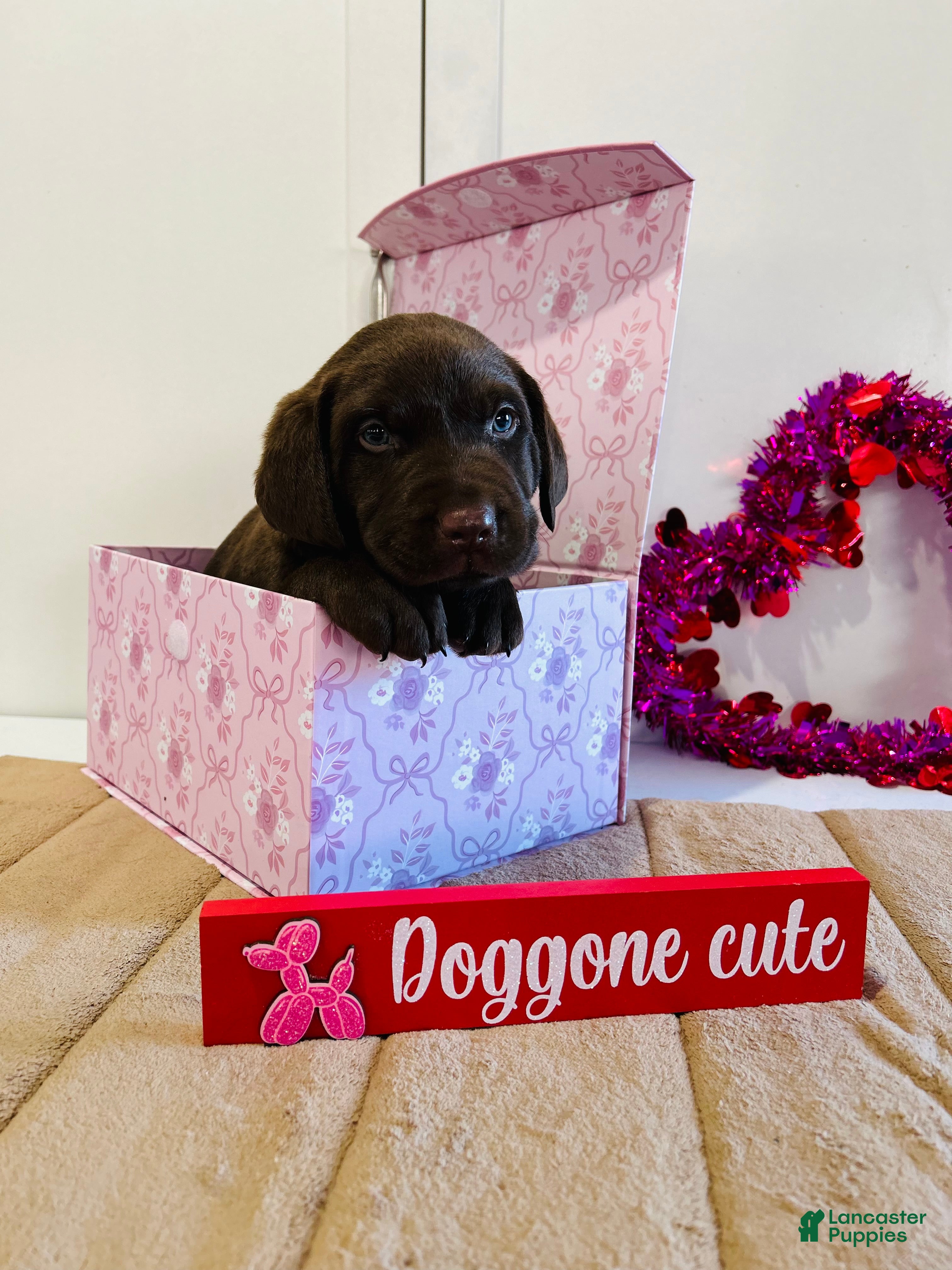 Labrador Retriever dogs Keith - Ad 2