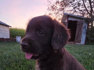 Labradoodle dogs - Ad 18