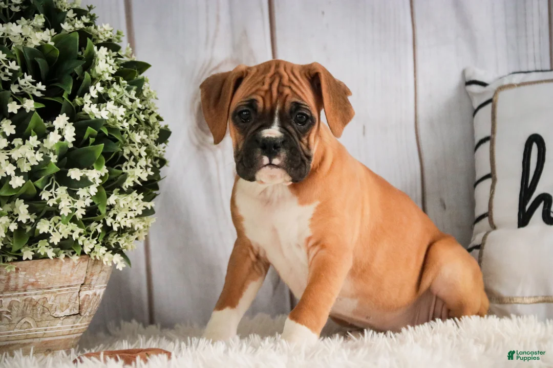 Boxer dogs for sale: Terra - Ad 5