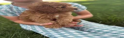Cavapoo dogs for sale: Tulip - Ad 3