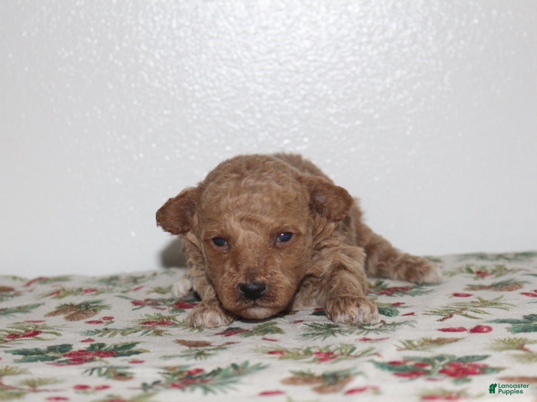 Miniature Poodle dogs for sale: Gabrielle - Ad 2