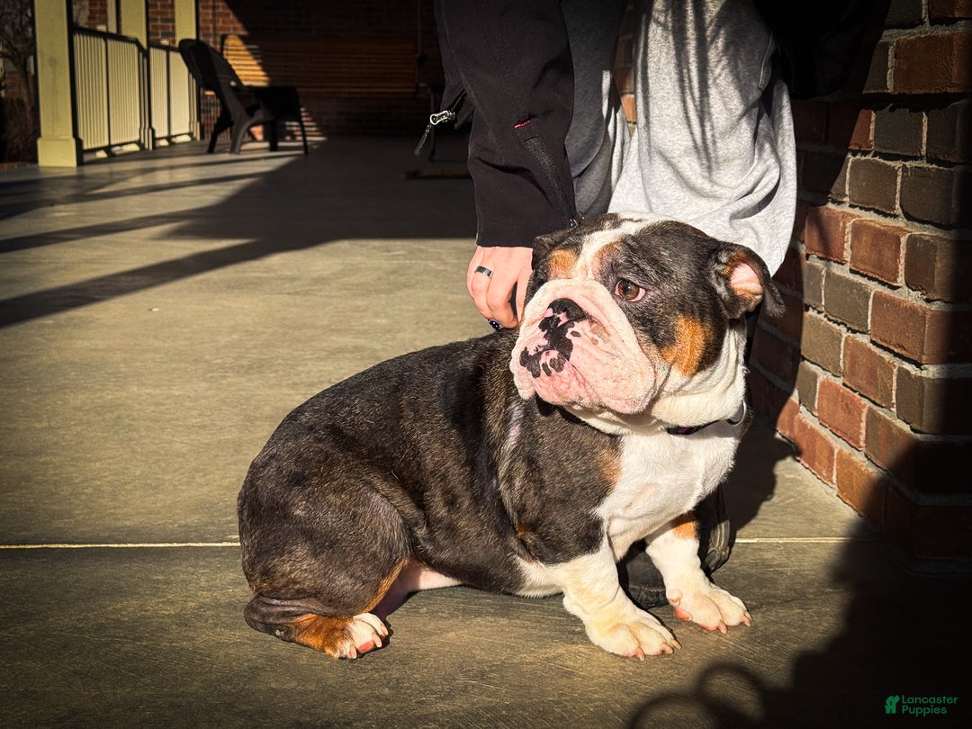 English Bulldog dogs for sale: Harley - Ad 9