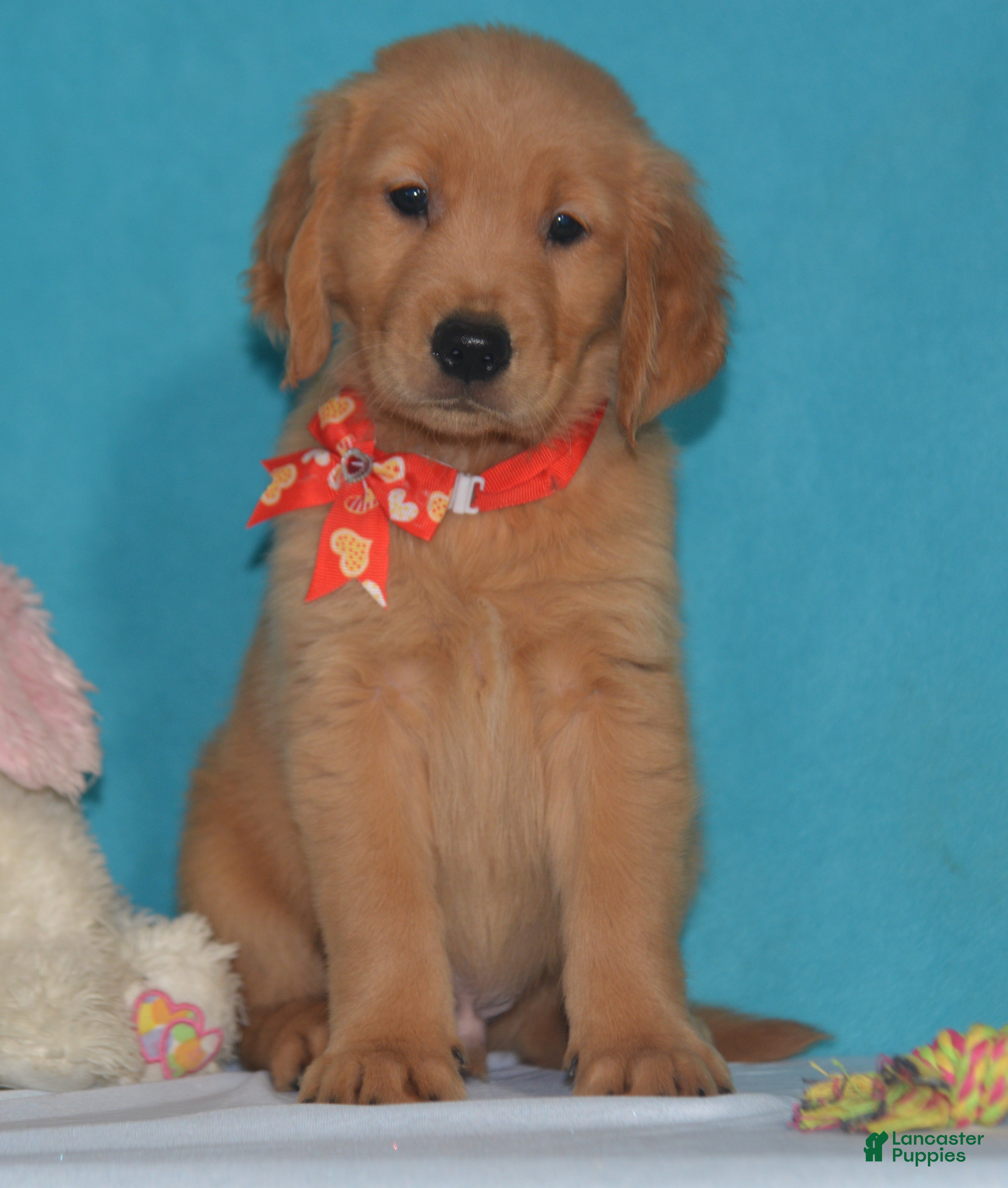 Golden Retriever dogs for sale: Bruce - Ad 2