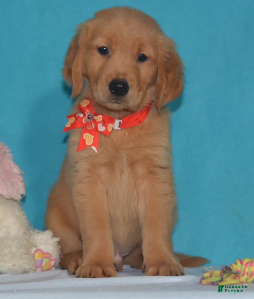 Golden Retriever dogs for sale: Bruce - Ad 2