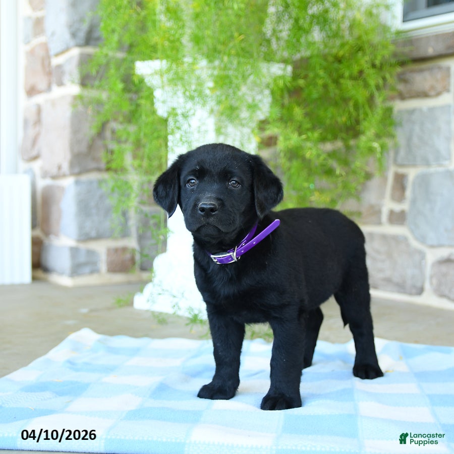 Labrador Retriever dogs Huckleberry - Ad 1