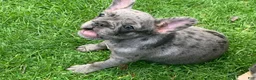 French Bulldog dogs for sale: June - Ad 2