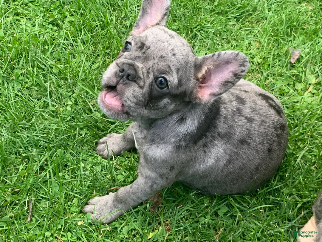 French Bulldog dogs for sale: June - Ad 2