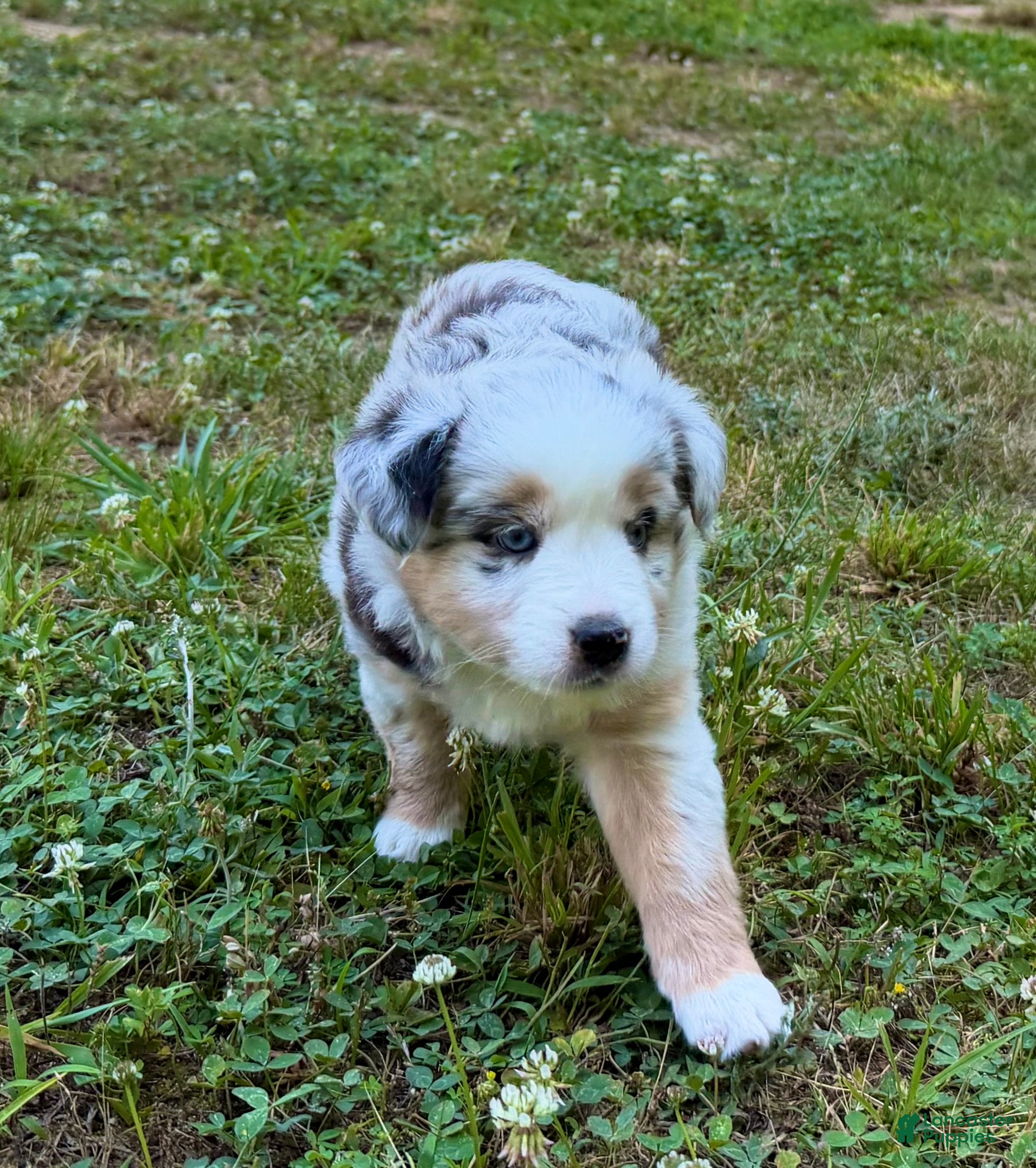 Miniature Australian Shepherd dogs Princess - Ad 2