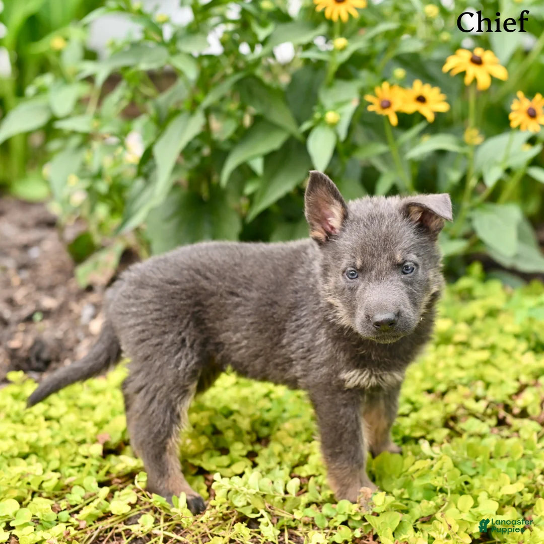 German Shepherd dogs for sale:  Chief  - Ad 2
