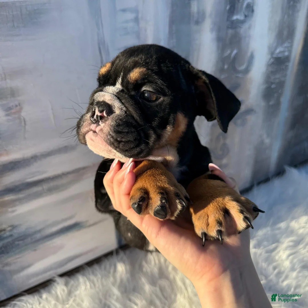 English Bulldog dogs for sale: Bruno - Ad 1