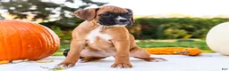 Boxer dogs for sale: Nugget Boxer - Ad 3