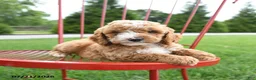 Cockapoo dogs for sale: Asa - Ad 4