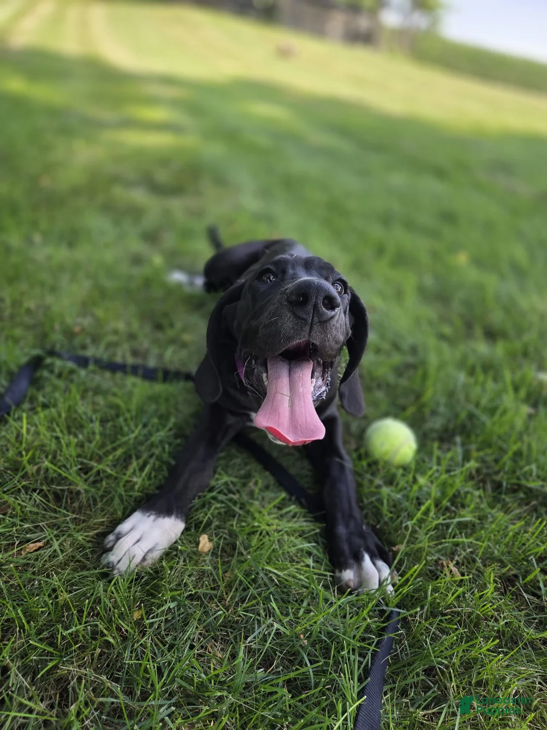 Great Dane dogs for sale: Juniper - Ad 1